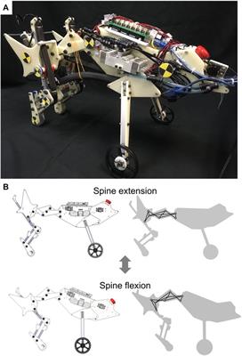High-speed running quadruped robot with a multi-joint spine adopting a 1DoF closed-loop linkage